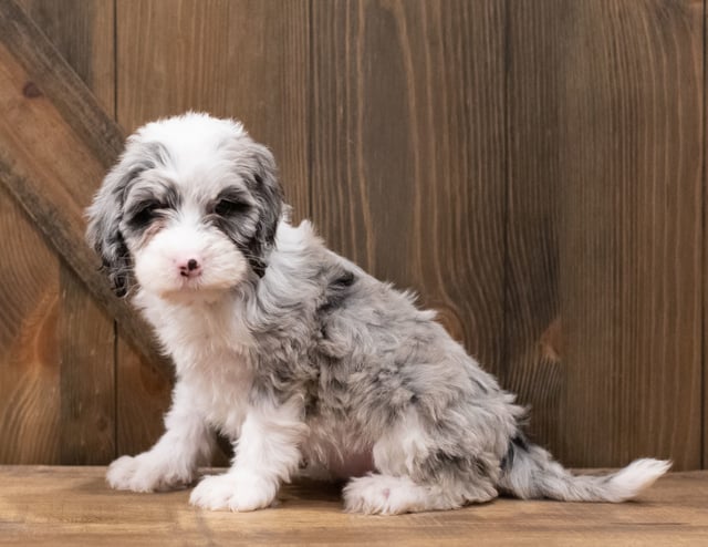 Zuri is an F1 Sheepadoodle that should have  and is currently living in Florida
