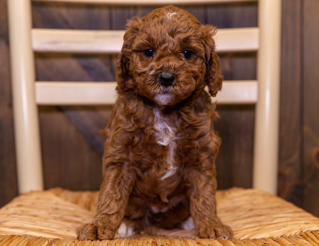 Bonnie came from Cora and Teddy's litter of F2B Goldendoodles