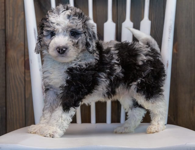 Odin is an F1B Sheepadoodle that should have  and is currently living in Illinois