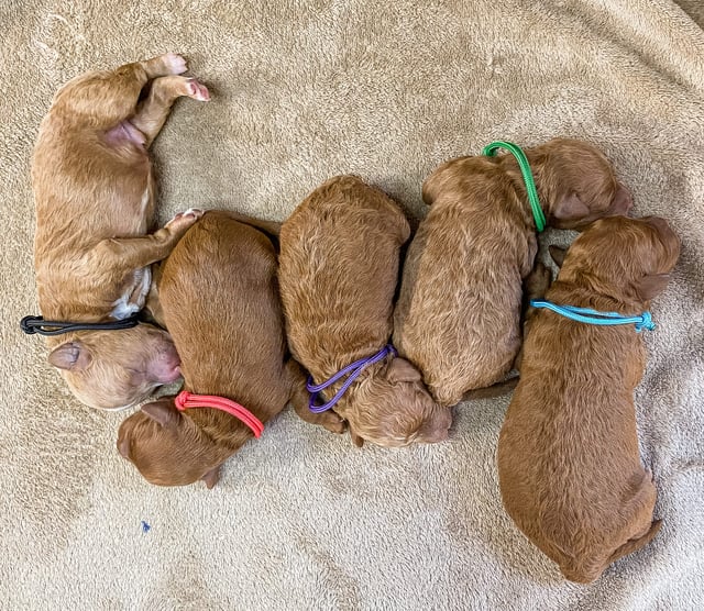 This litter of Goldendoodles are of the F1BB generation.