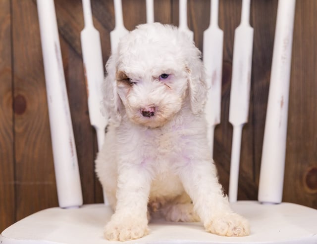 Goldendoodles bred in in Iowa by Poodles 2 Doodles