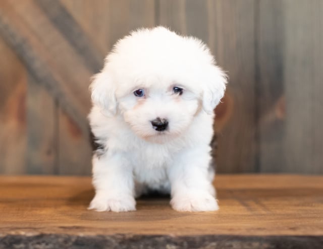 Velvet came from Shandy and River's litter of F1 Sheepadoodles