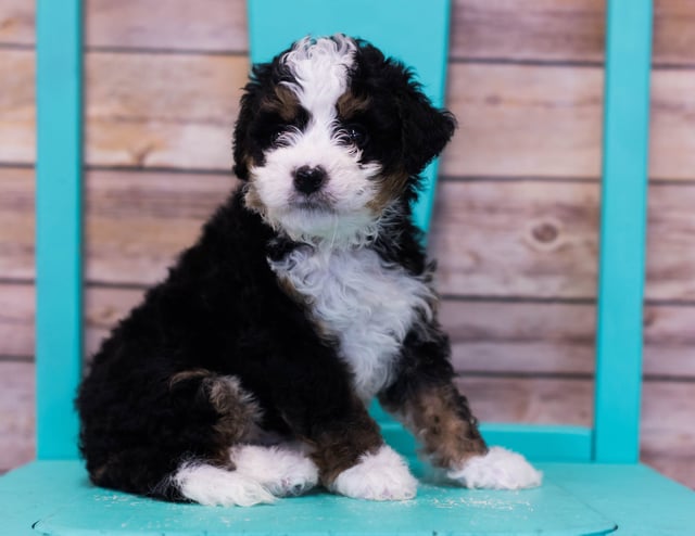 A picture of a Landon, one of our Mini Bernedoodles puppies that went to their home in Arkansas 