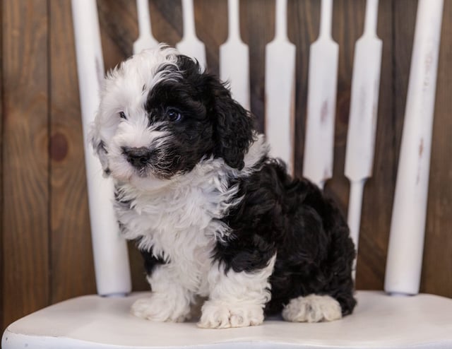 Yoda is an F1 Sheepadoodle that should have  and is currently living in Illinois
