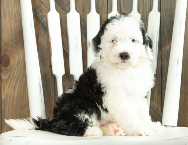 A picture of a Jane, one of our Mini Sheepadoodles puppies that went to their home in South Dakota