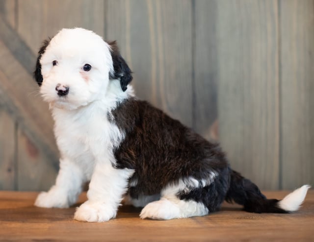 A picture of a Virginia, one of our Mini Sheepadoodles puppies that went to their home in Pennsylvania