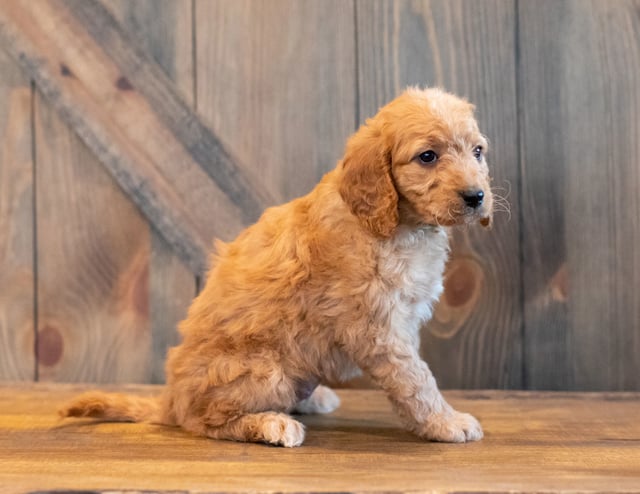 Helgo is an F1B Goldendoodle that should have  and is currently living in South Dakota