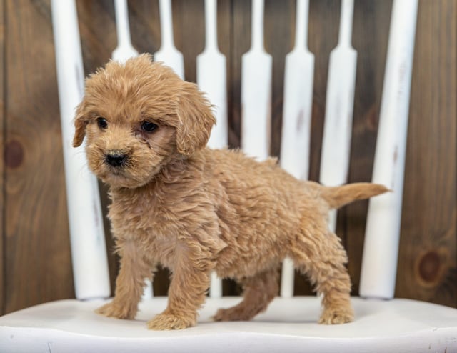 Bitsy came from KC and Rugar's litter of F1 Goldendoodles