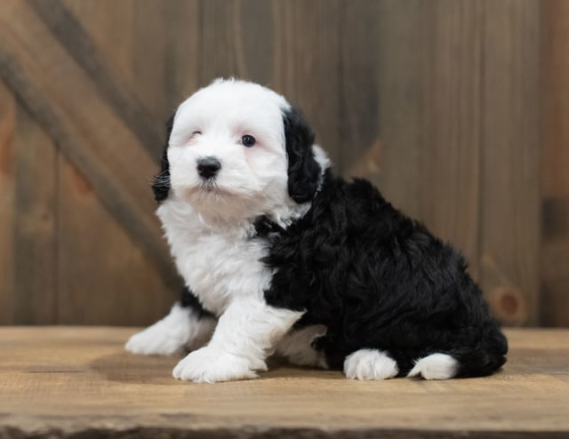 Rory is an F1B Sheepadoodle that should have  and is currently living in South Carolina