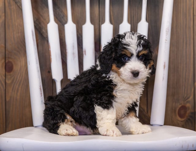 A picture of a Isley, one of our  Bernedoodles puppies that went to their home in Wisconsin
