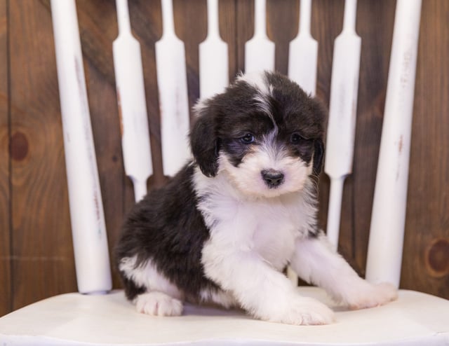 Flo is an F1 Sheepadoodle that should have  and is currently living in Massachusetts
