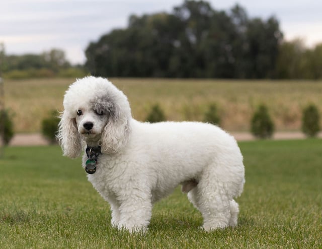 This litter of Goldendoodles are of the F1B generation.