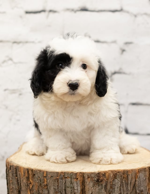 Raven is an F1 Sheepadoodle that should have  and is currently living in Indiana