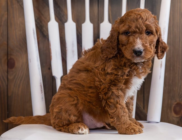 A picture of a Ziggy, one of our Mini Irish Doodles puppies that went to their home in California