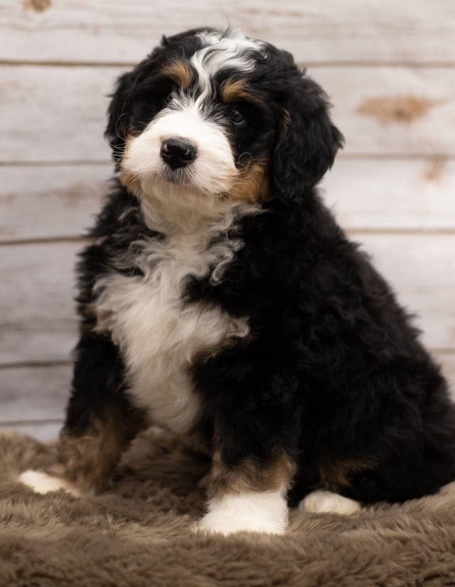Another great picture of Ian, a Bernedoodles puppy