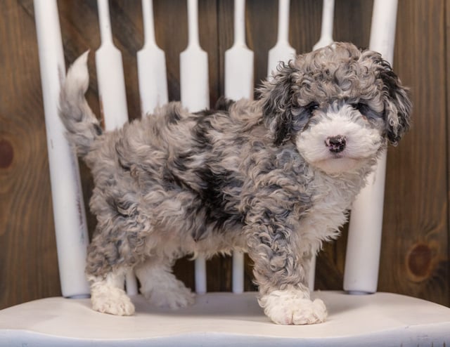 A picture of a Quincy, one of our Mini Sheepadoodles puppies that went to their home in California