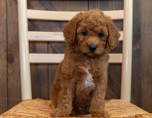 Omar is an F1B Goldendoodle that should have  and is currently living in Iowa