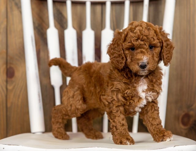 Quartz came from Quartz and Milo's litter of F1B Goldendoodles