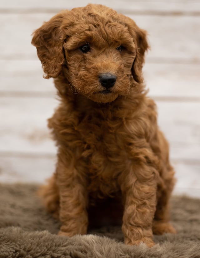 A picture of a Hady, one of our Mini Goldendoodles puppies that went to their home in Iowa
