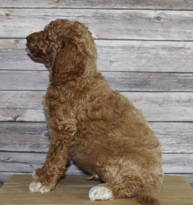 Maverick is an F2B Irish Goldendoodle that should have  and is currently living in Virginia