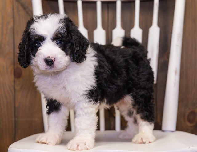 Yello is an F1 Bernedoodle that should have  and is currently living in Nebraska