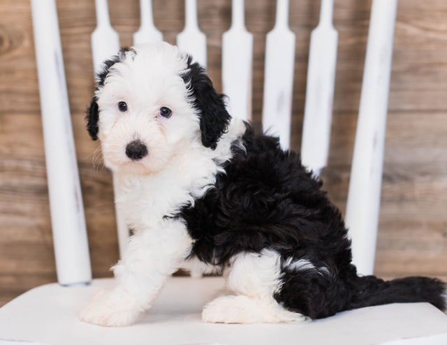A picture of a Betty, one of our Mini Sheepadoodles puppies that went to their home in California