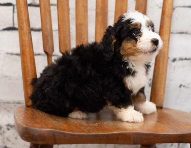 Another great picture of Peter, a Bernedoodles puppy