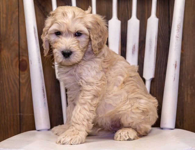 Tarzon is an F1B Goldendoodle that should have  and is currently living in South Dakota