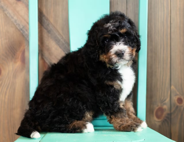 Al came from Kiaya and Al's litter of F1 Bernedoodles