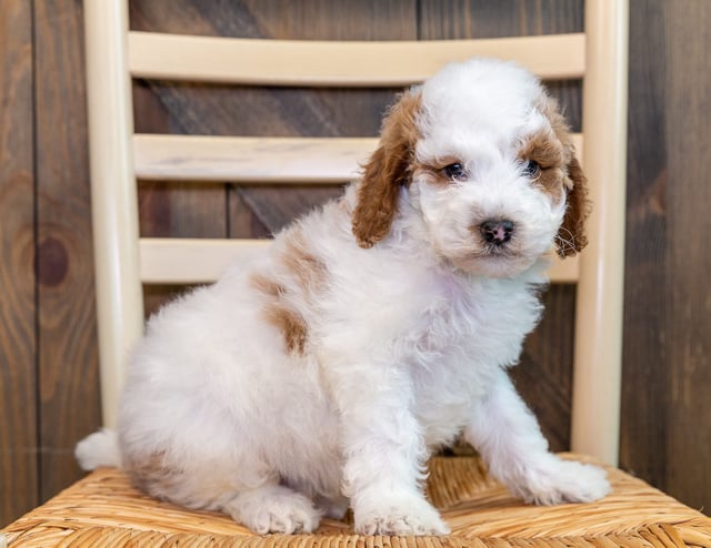 This litter of Goldendoodles are of the F1B generation.