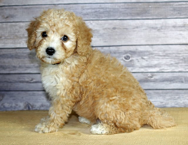 A picture of a Woody, one of our Petite Bernedoodles puppies that went to their home in Iowa