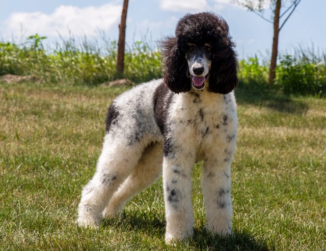 Meadow is an  Poodle and a mother here at Poodles 2 Doodles - Best Sheepadoodle and Goldendoodle Breeder in Iowa