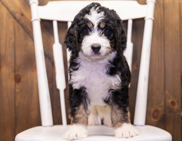 Gia came from Kiaya and Bentley's litter of F1 Bernedoodles