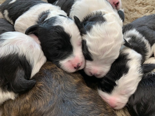 A litter of Mini Sheepadoodles raised in Iowa by Poodles 2 Doodles