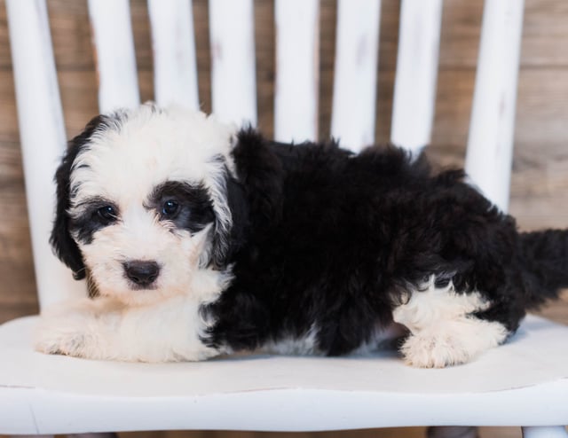 Cece is an F1 Sheepadoodle that should have  and is currently living in Virginia 