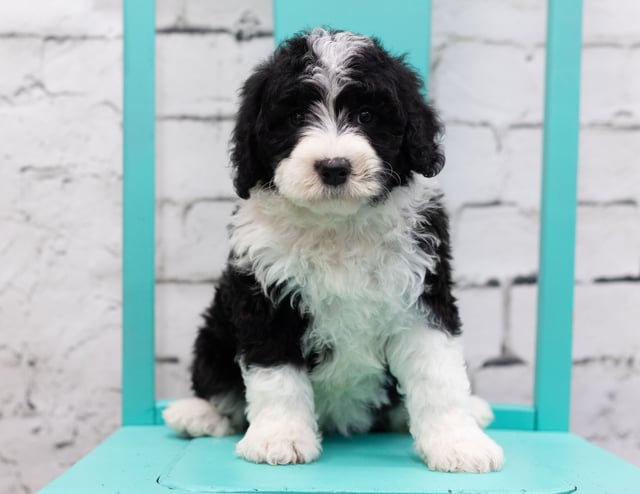 A picture of a Snowy, a gorgeous Mini Sheepadoodles for sale