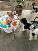 f1b Mini Bernedoodle