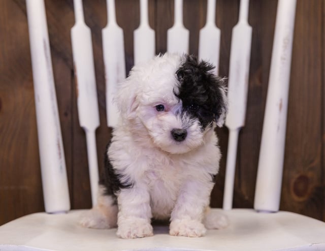 Lexi came from Chloe and Stanley's litter of F1 Sheepadoodles