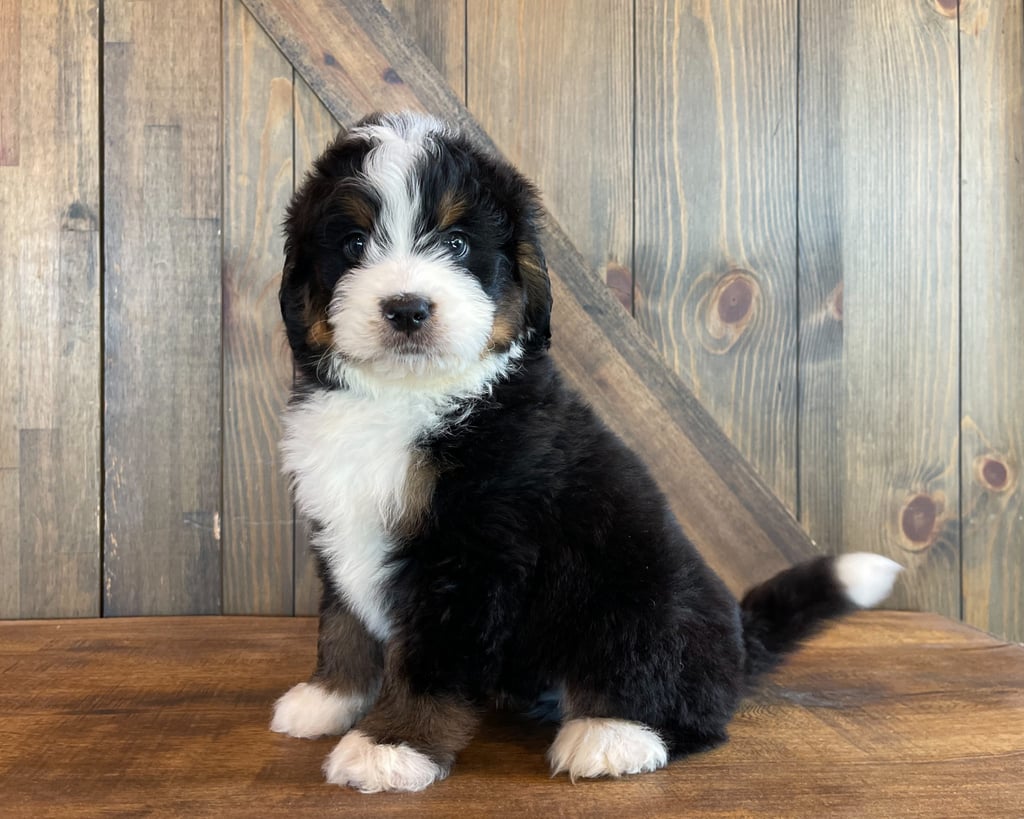 Zadane is an F1 Bernedoodle that should have  and is currently living in Nebraska