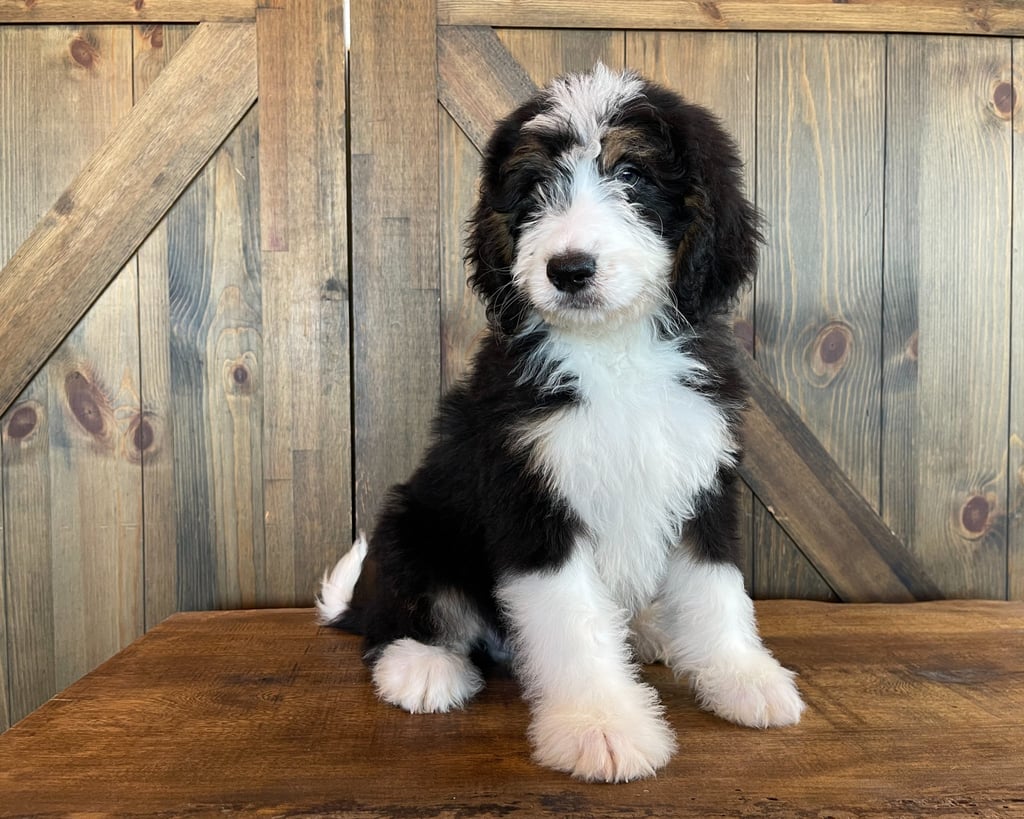 A picture of a Xango, one of our Standard Bernedoodles for sale