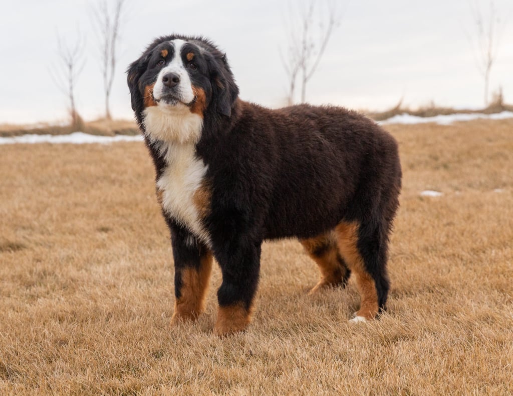 A picture of one of our Bernese Mountain Dog mother's, Delilah.