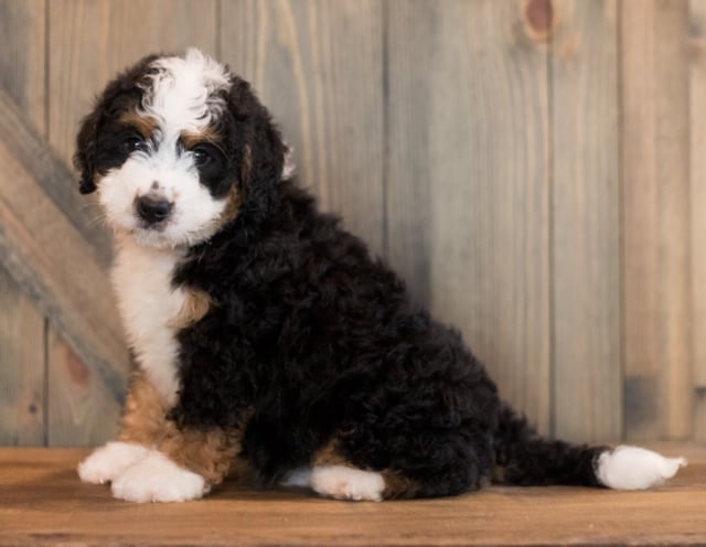 Chance is an F1 Bernedoodle that should have  and is currently living in New Jersey