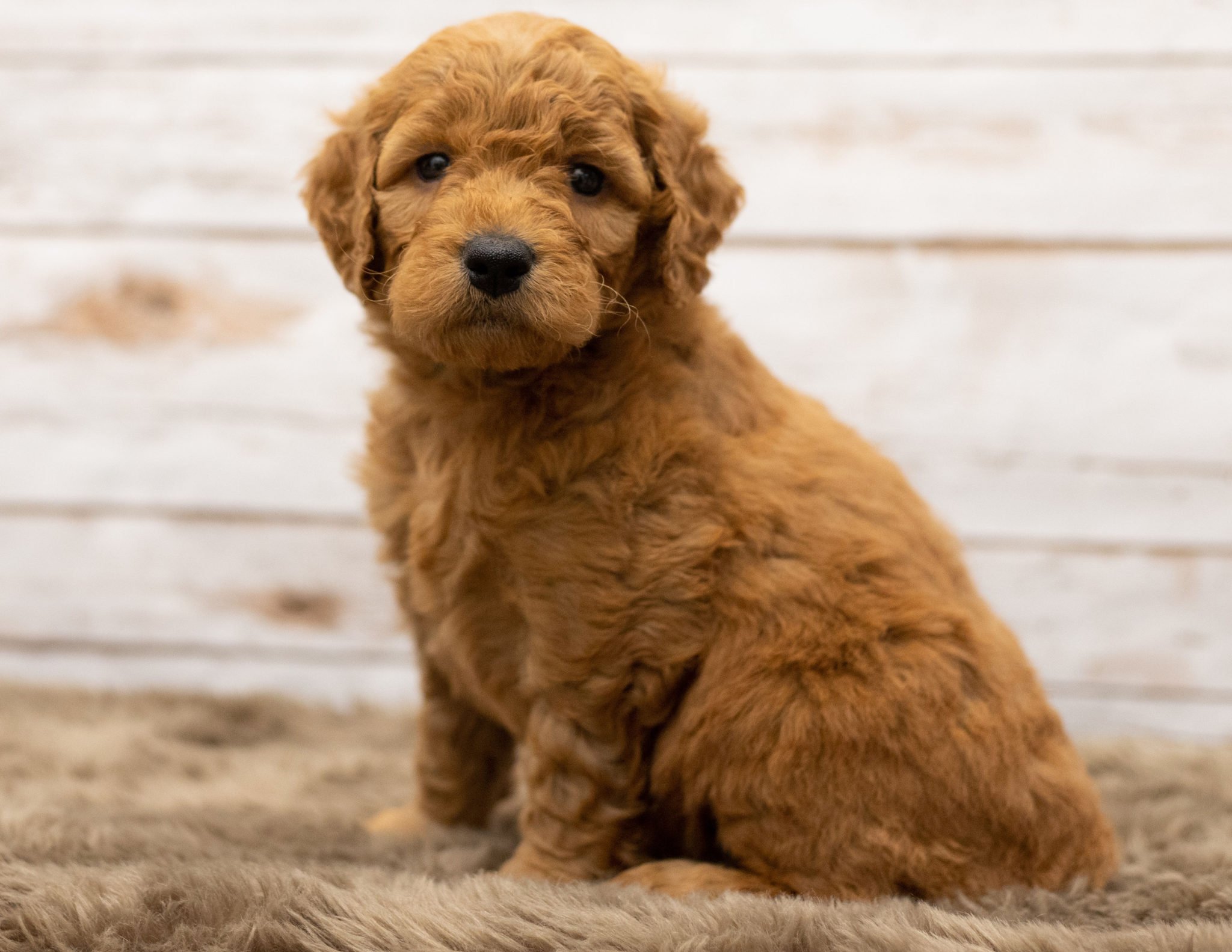 A litter of Mini Goldendoodles raised in Iowa by Poodles 2 Doodles