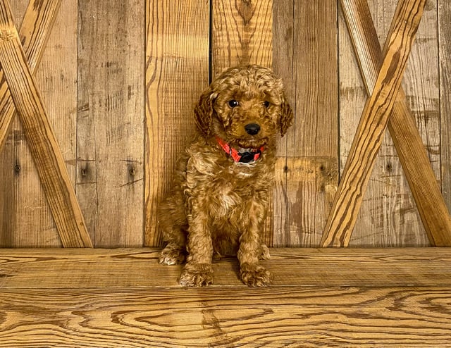 Our cute Petite Goldendoodles available for sale!