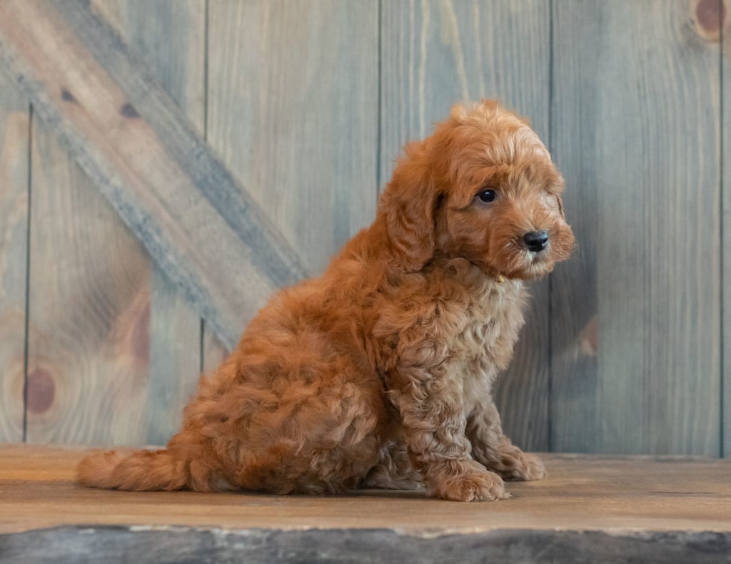 Goose is an F1B Goldendoodle that should have  and is currently living in Michigan