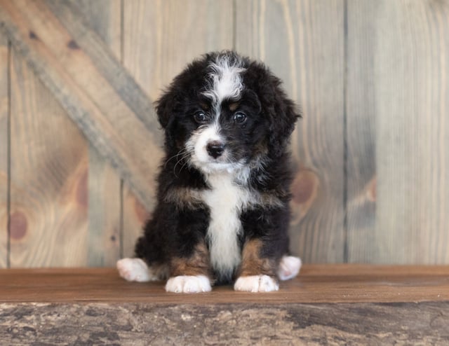 A picture of a Carly, a gorgeous Mini Bernedoodles for sale