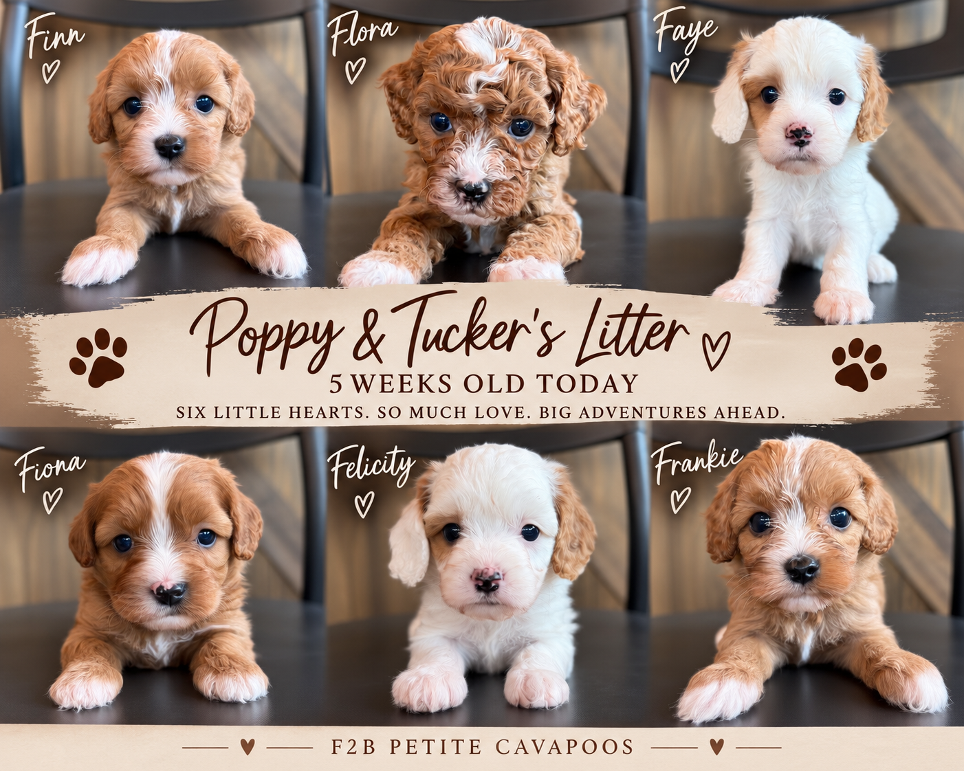 A litter of Petite Cavapoos raised in Iowa by Poodles 2 Doodles