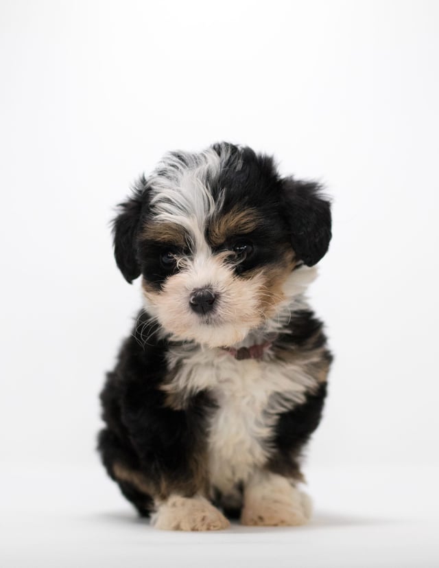 A picture of a Flora, a gorgeous Mini Bernedoodles for sale