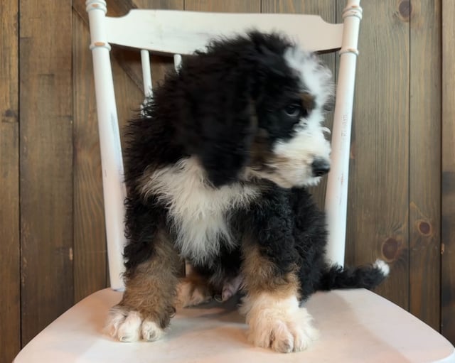 Jacob came from Della and Sawyer's litter of F1 Bernedoodles