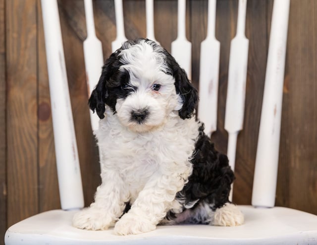 Happy is an F1B Sheepadoodle that should have  and is currently living in Minnesota